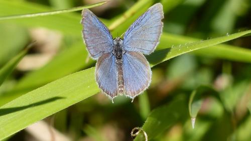 Cupido sp.